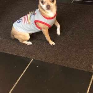 Meet your Posher, Ellen